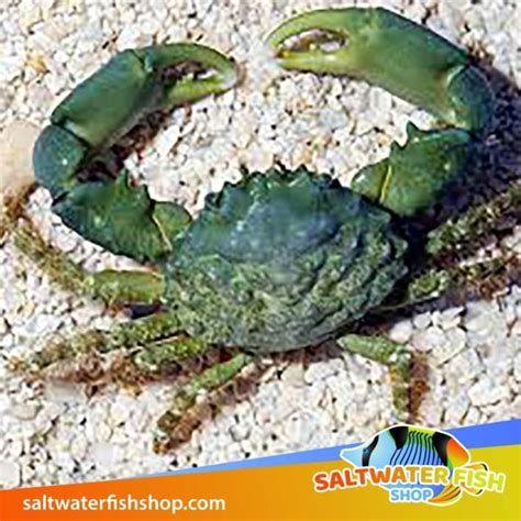 saltwater fish store|emerald crabs for sale .